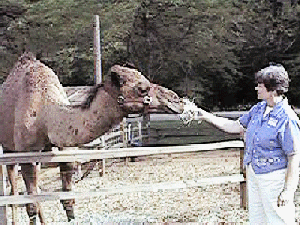 Judy - Camel.gif (103152 bytes)