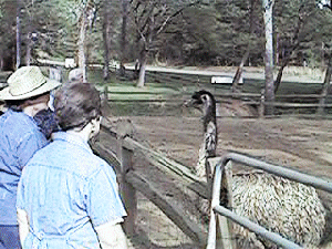judy and ostrich.gif (74079 bytes)